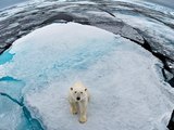 US plans to save polar bears are toothless, says climate scientist