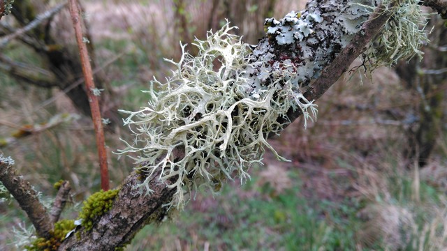 Evernia prunastri, Foliose Group