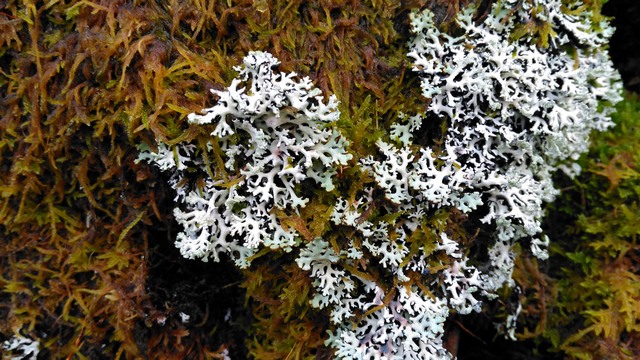 Hypogymnia physodes