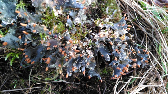  Peltigera polydactyla