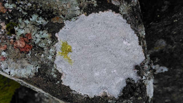 Pertusaria corallina