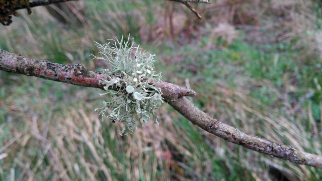 Ramalina fastigiata 