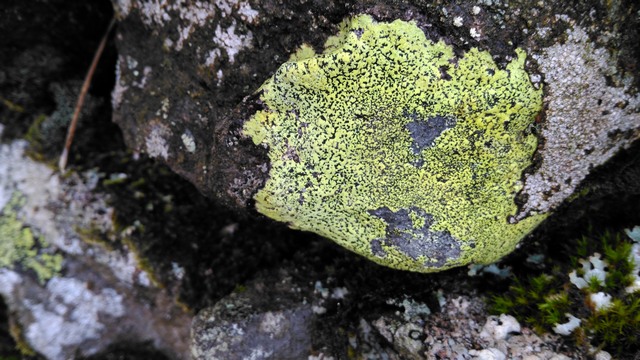 crustose lichens