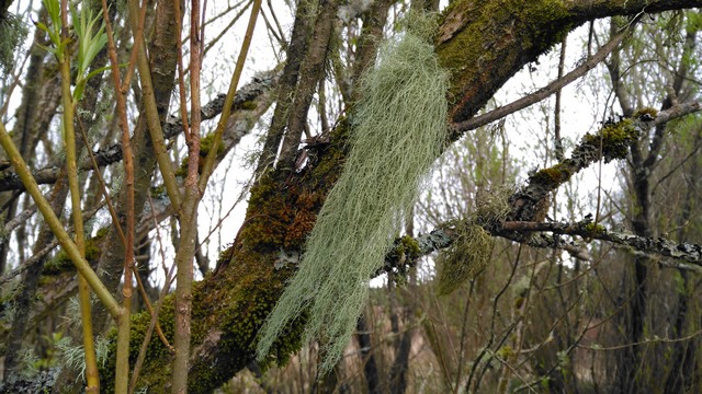 Usnea subfloridana, Beard lichen